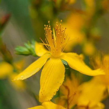 Зверобой продырявленный семена, Hypericum perforatum seeds