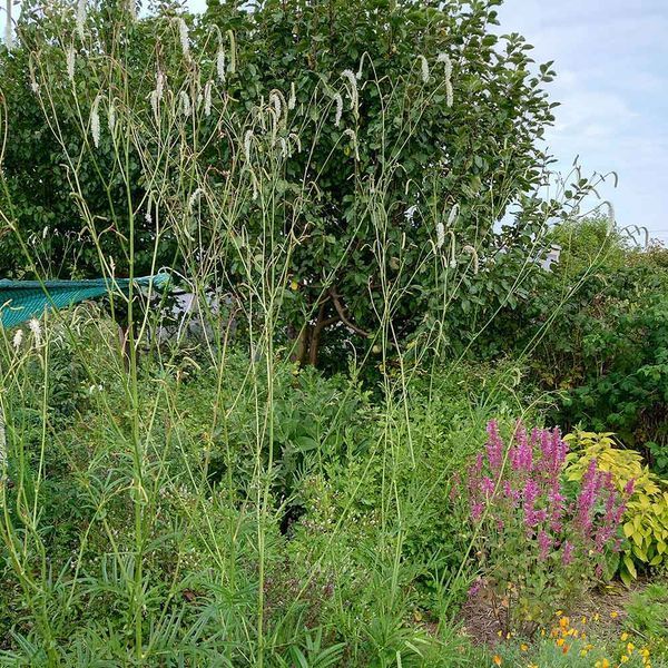 Родовик дрібноквітковий насіння, Sanguisorba parviflora seeds