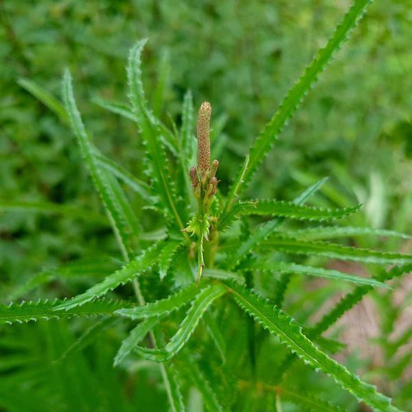 Родовик дрібноквітковий насіння, Sanguisorba parviflora seeds