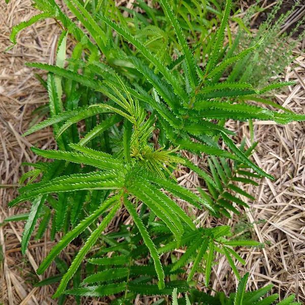 Родовик дрібноквітковий насіння, Sanguisorba parviflora seeds