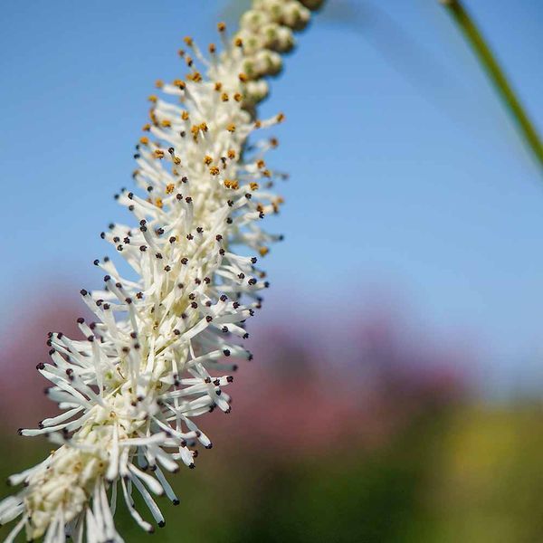 Родовик дрібноквітковий насіння, Sanguisorba parviflora seeds