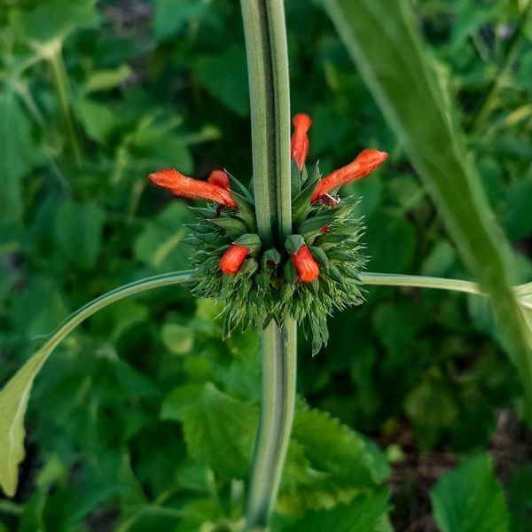 Леонотис котовниколистный семена, Leonotis nepetifolia seeds