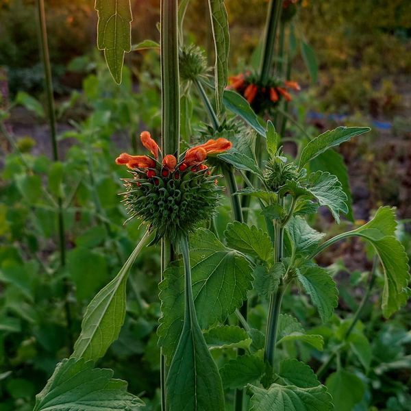 Леонотис котовниколистный семена, Leonotis nepetifolia seeds