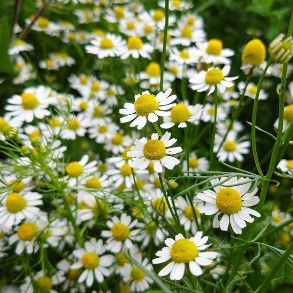 Ромашка лікарська насіння, Matricaria recutita 'Zloty Lan' seeds