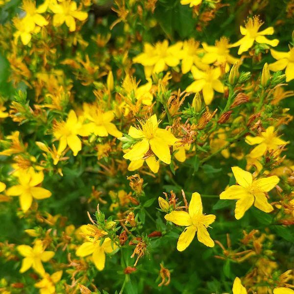 Зверобой продырявленный семена, Hypericum perforatum seeds