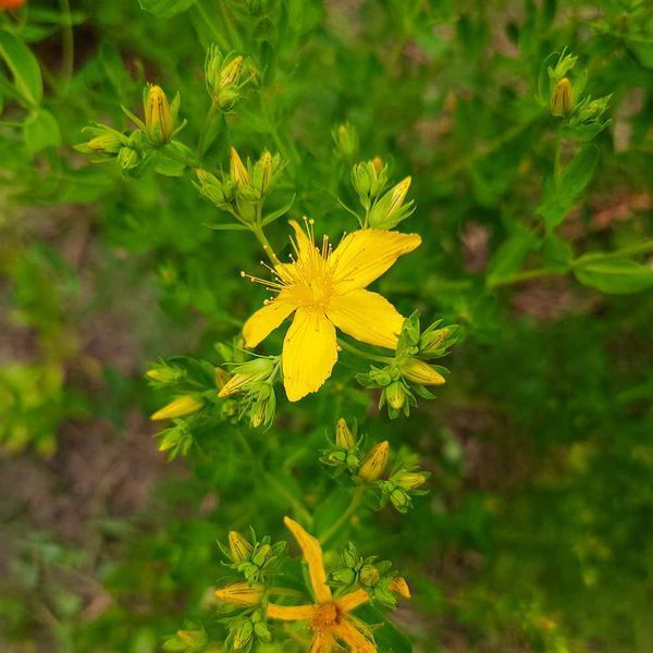 Зверобой продырявленный семена, Hypericum perforatum seeds