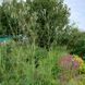 Родовик дрібноквітковий насіння, Sanguisorba parviflora seeds 2