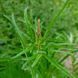 Родовик дрібноквітковий насіння, Sanguisorba parviflora seeds 4