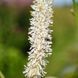 Родовик дрібноквітковий насіння, Sanguisorba parviflora seeds 5