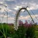 Родовик дрібноквітковий насіння, Sanguisorba parviflora seeds 1