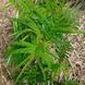 Родовик дрібноквітковий насіння, Sanguisorba parviflora seeds 6