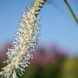 Родовик дрібноквітковий насіння, Sanguisorba parviflora seeds 3