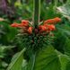 Леонотис котовниколистный семена, Leonotis nepetifolia seeds 1