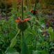Леонотис котовниколистный семена, Leonotis nepetifolia seeds 2