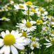 Ромашка лікарська насіння, Matricaria recutita 'Zloty Lan' seeds 1
