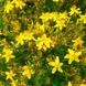 Зверобой продырявленный семена, Hypericum perforatum seeds 2