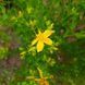 Зверобой продырявленный семена, Hypericum perforatum seeds 3