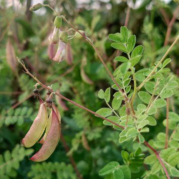 Астрагал перепончатый семена, Astragalus membranaceus var. mongholicus seeds