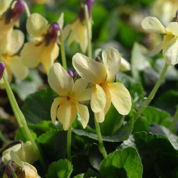 Фиалка душистая желтая семена, Viola odorata var. sulfurea seeds