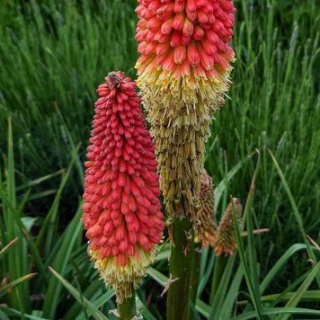 Кніфофія ягідна насіння, Kniphofia uvaria seeds