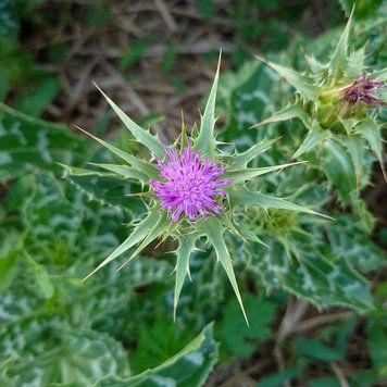 Расторопша пятнистая семена, Silybum marianum seeds
