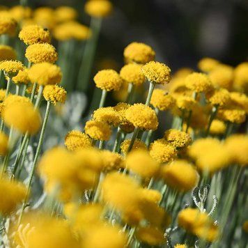 Сантолина кипарисовидная семена, Santolina chamaecyparissus seeds