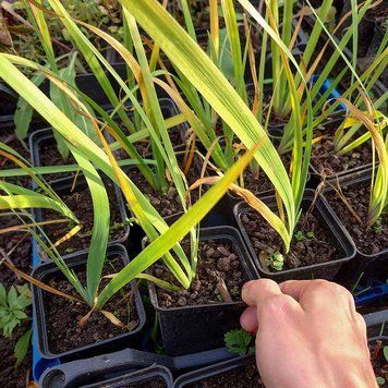 Ирис разноцветный растение, Iris versicolor