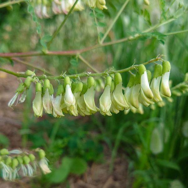 Астрагал перепончатый семена, Astragalus membranaceus var. mongholicus seeds