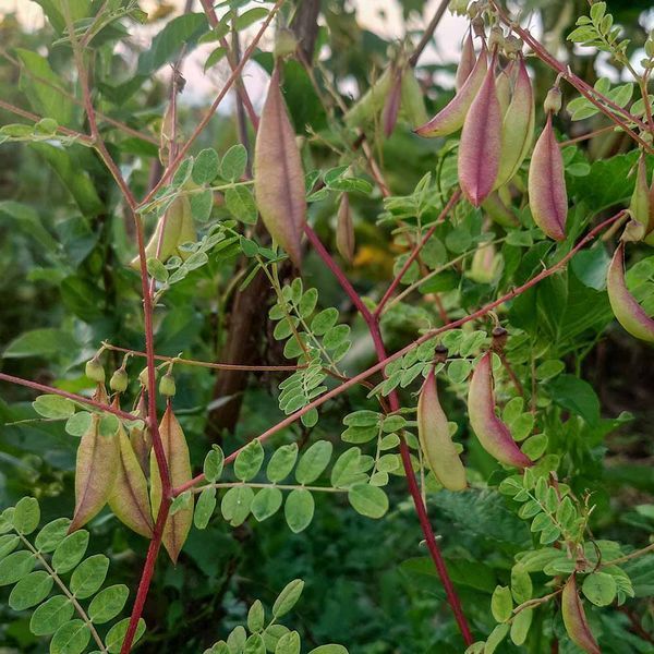 Астрагал перепончатый семена, Astragalus membranaceus var. mongholicus seeds