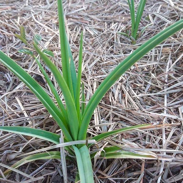 Кніфофія ягідна насіння, Kniphofia uvaria seeds
