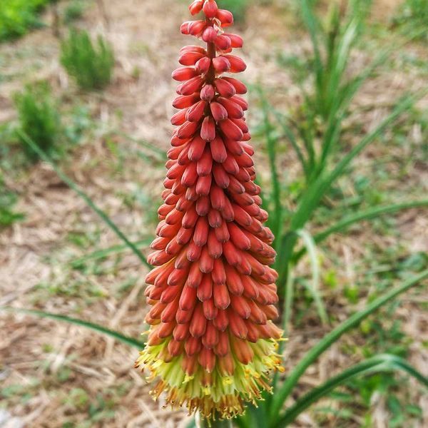 Кніфофія ягідна насіння, Kniphofia uvaria seeds