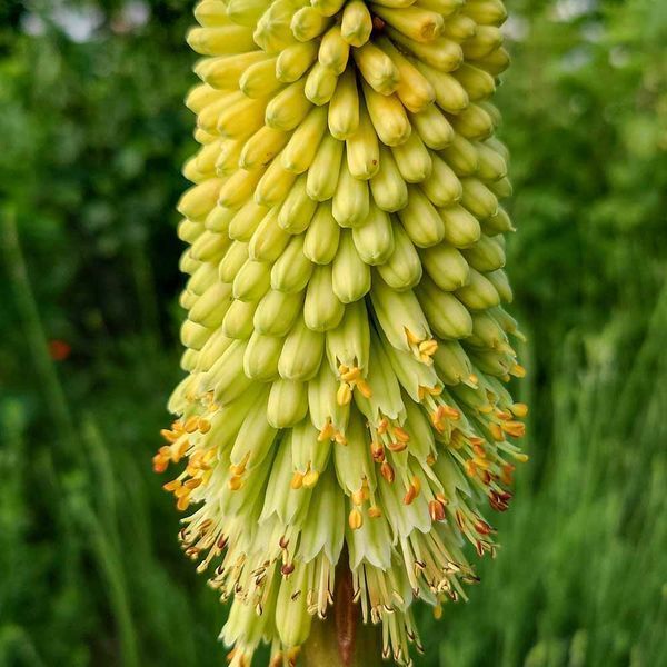 Кніфофія ягідна насіння, Kniphofia uvaria seeds