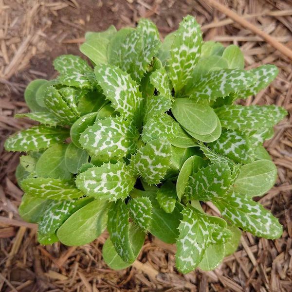 Расторопша пятнистая семена, Silybum marianum seeds