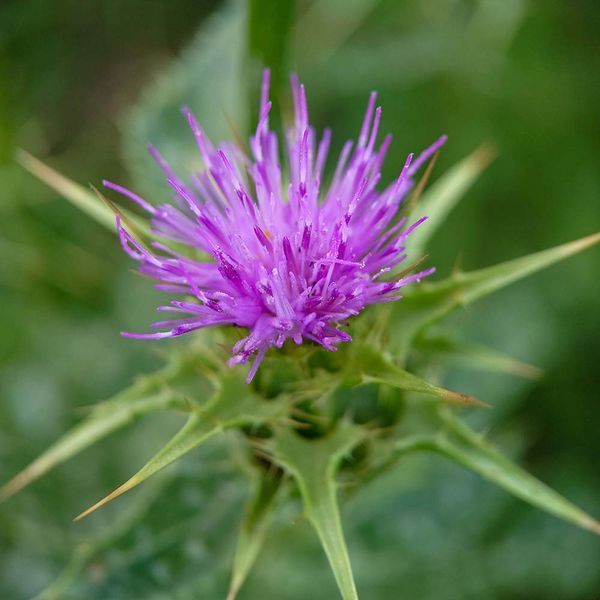 Расторопша пятнистая семена, Silybum marianum seeds