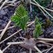 Астрагал перепончатый семена, Astragalus membranaceus var. mongholicus seeds 4