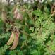 Астрагал перепончатый семена, Astragalus membranaceus var. mongholicus seeds 1
