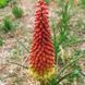 Кніфофія ягідна насіння, Kniphofia uvaria seeds 3
