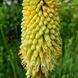 Кніфофія ягідна насіння, Kniphofia uvaria seeds 2