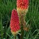 Кніфофія ягідна насіння, Kniphofia uvaria seeds 1