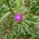 Расторопша пятнистая семена, Silybum marianum seeds 3