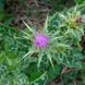 Расторопша пятнистая семена, Silybum marianum seeds 1