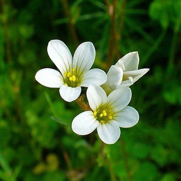 Ломикамінь зернистий насіння, Saxifraga granulata seeds