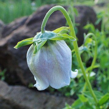 Дзвоник яйцеподібний насіння, Codonopsis ovata seeds