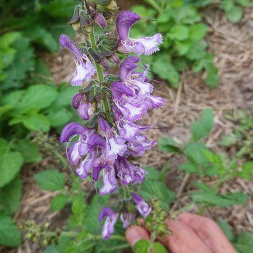 Шалфей красный семена, Salvia miltiorrhiza seeds