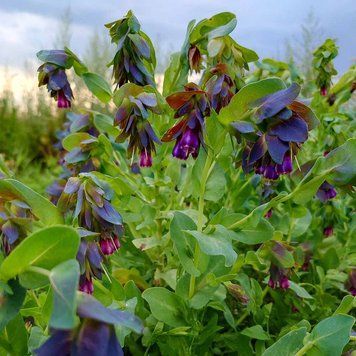 Восковник большой семена, Cerinthe major 'Purpurascens' seeds