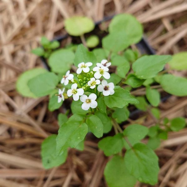 Настурция лекарственная семена, Nasturtium officinale seeds