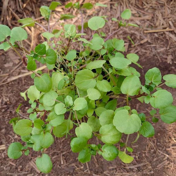 Настурция лекарственная семена, Nasturtium officinale seeds