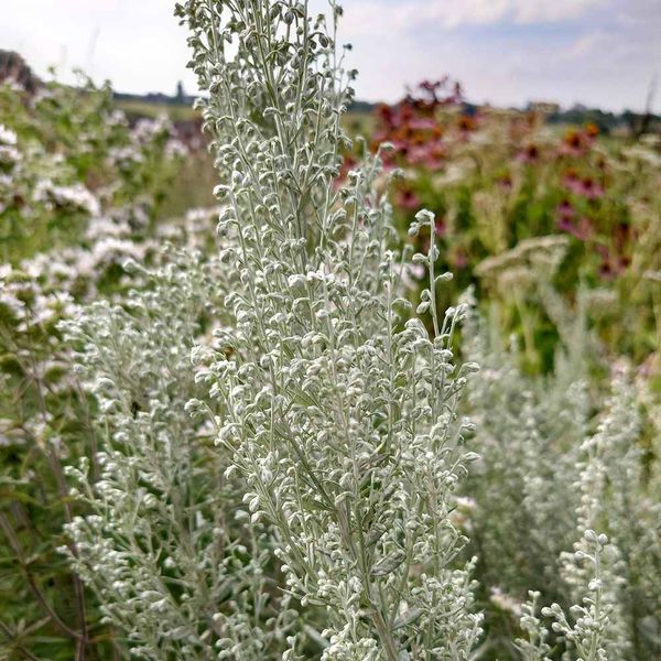Полин луїзіанський насіння, Artemisia ludoviciana seeds