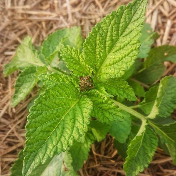 Шалфей красный семена, Salvia miltiorrhiza seeds