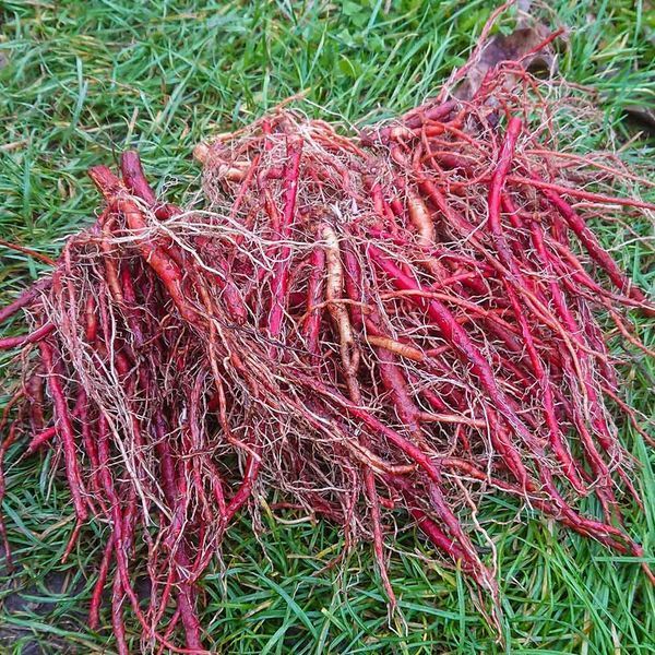 Шалфей красный семена, Salvia miltiorrhiza seeds